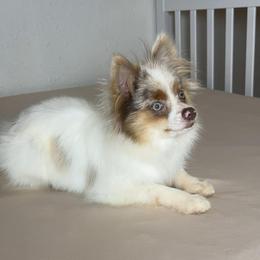 Sugar - Lavender female Pomeranian puppy in Hughes Springs, Texas from Hughes Springs Tx Poms