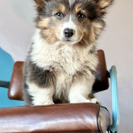 Pembroke Welsh Corgi Puppies from Storybook Corgis
