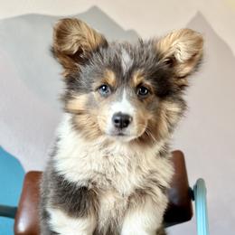 Pembroke Welsh Corgi Puppies from Storybook Corgis