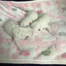 Girl 1 - White female West Highland White Terrier puppy in Scurry, Texas from Karen Williams's West Highland White Terriers