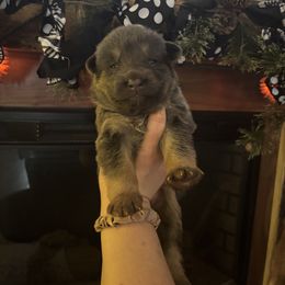 Boss - Blue male German Shepherd puppy in Watervliet, Michigan from M&M Shepherd Farms