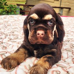 Pink Girl - Brown white and tan female Cocker Spaniel puppy in Beggs, Oklahoma from Southern Country Cockers