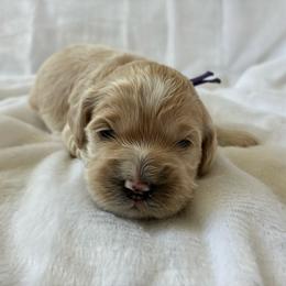 Daisy - Golden female Cockapoo puppy in Adrian, Oregon from ApplebyFarm