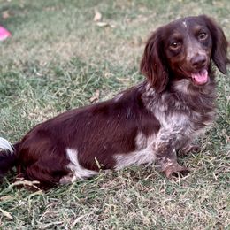Lady - Dachshund