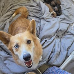 Cockapoos and Corgipoos from Dawn to Dusk Cockapoos