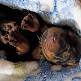 Black boy number four - Black and rust male Doberman Pinscher puppy in Antioch, Tennessee from Aiba Doberman's