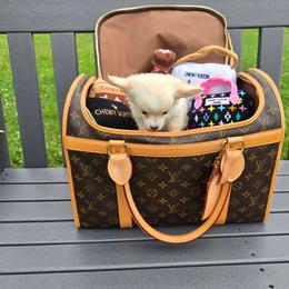 Ollie - Fawn female Chihuahua puppy in Amity, Pennsylvania from Baxters Chihuahuas