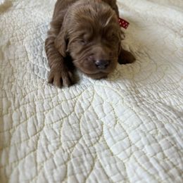 Boy 5 - Goldendoodle puppy in Mississippi from Beck's Doodles