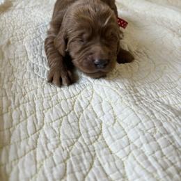 Boy 5 - Goldendoodle puppy in Mississippi from Beck's Doodles