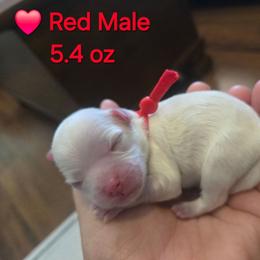 Red Male - White male Maltipoo puppy in Sahuarita, Arizona from Cowgirl's Legacy Maltipoos