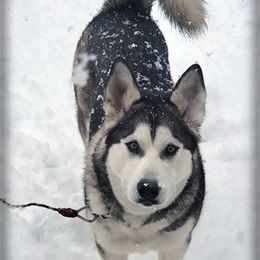 Kya - Alaskan Malamute