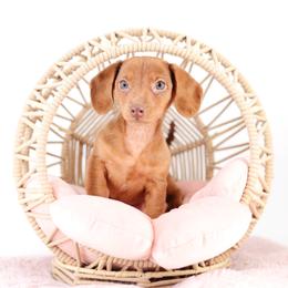 Apple Jack - Red female Dachshund puppy in Neosho, Missouri from Tinker Toy Doxies
