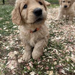 Golden Retriever Puppies from O’Shields Golden Paws
