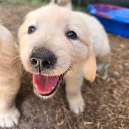 Boy 2 - Light golden male Golden Retriever puppy in Lawtey, Florida from Rise and Shine Goldens