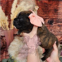 Boxer Puppies from Crescent City European Boxers