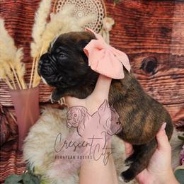 Boxer Puppies from Crescent City European Boxers
