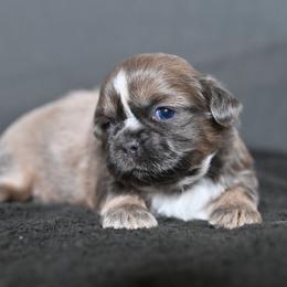 Indigo - Gold and white male Shih Tzu puppy in Montrose, Colorado from Nana's Happy Pups
