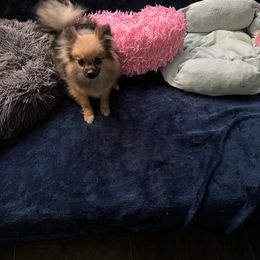 Lyssi - Pomeranian