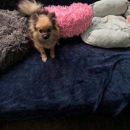 Lyssi - Pomeranian