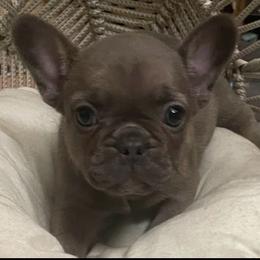 Misty - Blue fawn female French Bulldog puppy in Santa Rosa County, Florida from Florida Frenchies By the Sea, LLC