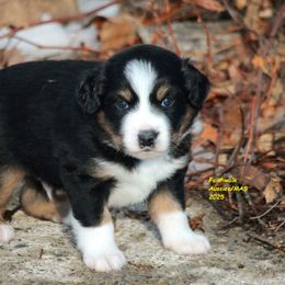 Kanan - Black tri male Miniature American Shepherd puppy in Hillsdale, Michigan from Faithwalk Aussies and Mini American Shepherds