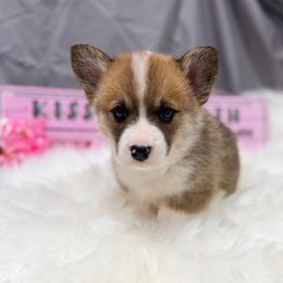 Cupid - Sable male Pembroke Welsh Corgi puppy in El Dorado Springs, Missouri from Trixie Dixie