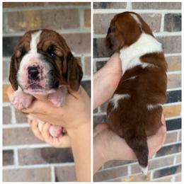 Yelnats - Mahogany and white male Basset Hound puppy in Red Bay, Alabama from Maple Street Bassets