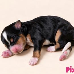 Pixie - Tri-color female Bernedoodle puppy in Henry, Illinois from Rowe Farms Doodles