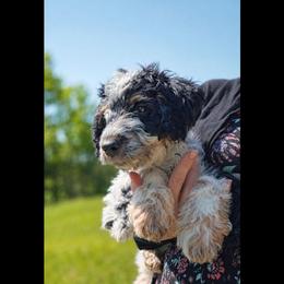 Roan (reduced) - Tri-color male Cavapoo puppy in Underwood, Minnesota from Tru Cuddle Pups