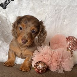 Dachshund and Miniature Schnauzer Puppies from The Bossy Doxie Farm