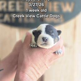 Boy 2 - Blue male Australian Cattle Dog puppy in Monroe, North Carolina from Creek View Cattle Dogs
