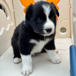 Sally - Black and white male Border Collie puppy in Hartsville, South Carolina from Wiggles 4 Life