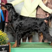 Gordon Setter All Grown Up from Tri-sett