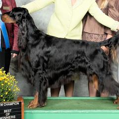 Gordon Setter All Grown Up from Tri-sett