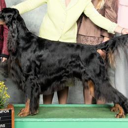 Gordon Setter All Grown Up from Tri-sett
