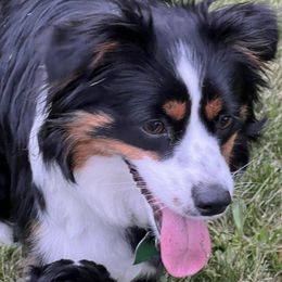 Sassy - Miniature Australian Shepherd
