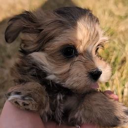 Tyr - Red sable male Havanese puppy in Weiser, Idaho from Brugger's Breeders, LLC