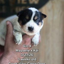 Girl 4 - Blue female Australian Cattle Dog puppy in Monroe, North Carolina from Creek View Cattle Dogs