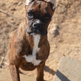 Boxer Puppies from Lieben Boxers