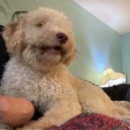 Olaf - Lagotto Romagnolo