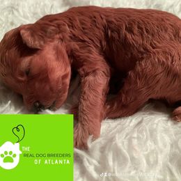 Cinnamon - Red  female Poodle puppy in Fairburn, Georgia from The Real Dog Breeders of Atlanta (peachy poodles)