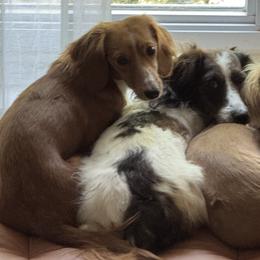 Dachshunds from Beaks and Barks, LLC