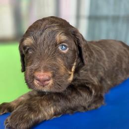 Latte - Tri-color female Bernedoodle puppy in Malden, Illinois from Doting Doodles
