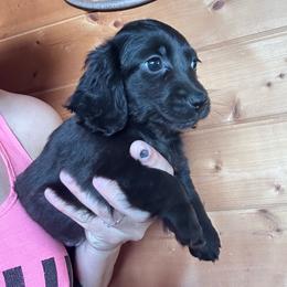 Olive - Black female Dachshund puppy in Cheyenne, Wyoming from Great Basin Hounds