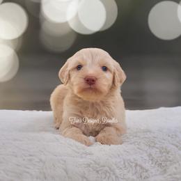 Aussiedoodle, Goldendoodle, and Poodle Puppies from Trin's Designer Doodles