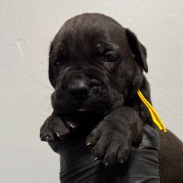 Female 2 - Black female Cane Corso puppy in Cashion, Oklahoma from APEXOK Cane Corsos LLC