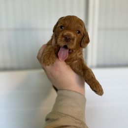 Goldendoodle Puppies from Summer Sun Doodles