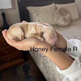 Honey - Cream female Poodle puppy in Pueblo West, Colorado from Little Paws Poodles