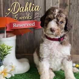 Dahlia-burgundy collar - Parti female Saint Berdoodle puppy in Paw Paw, Michigan from ProAct Canines
