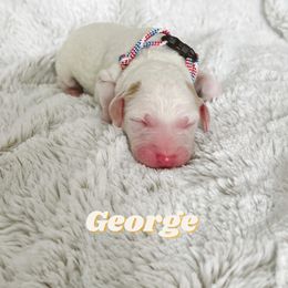 Boy 3 - Goldendoodle puppy in Parkersburg, West Virginia from Moore Pups the Merrier